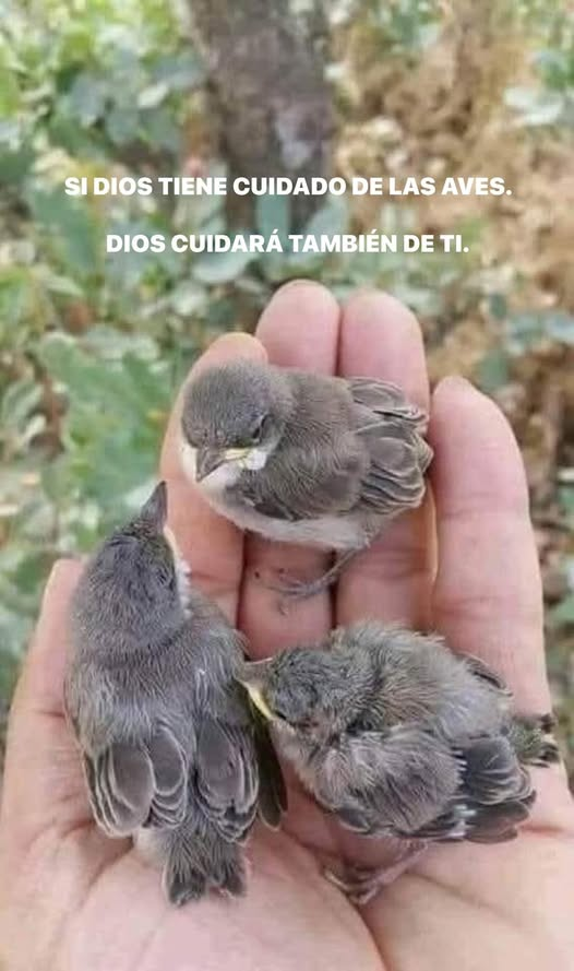 Nunca Duerme, El que Te Cuida.