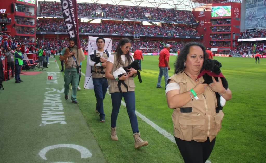 No Compres, Adopta: Los Lomitos También Juegan su&nbsp;Partido.