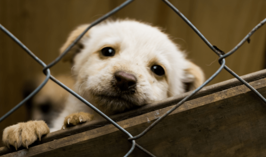 🐾 Nueva ley para mascotas en el Estado de México: justicia pendiente para los que no pueden hablar.