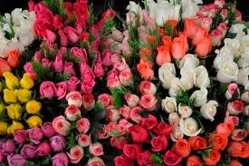 Rosas mexiquenses: florece la economía del sector florícola.