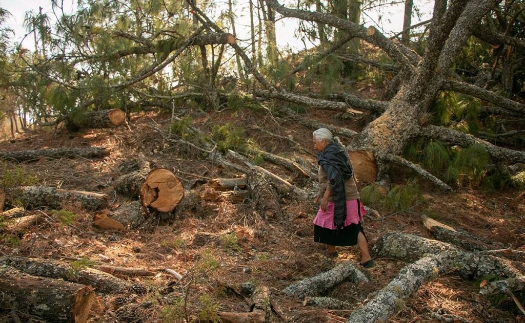 México alza la voz contra la tala ilegal: la seguridad forestal en entredicho.