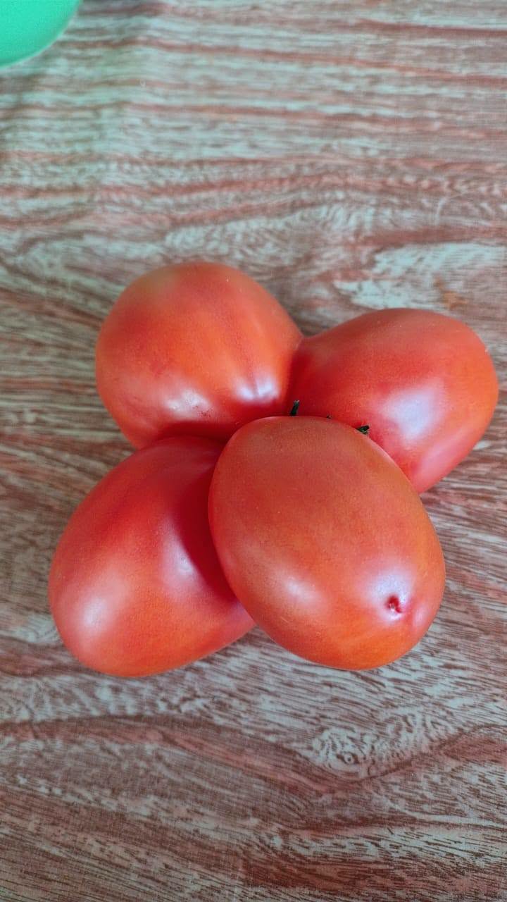 No hay Obstáculos para El Campesino Mexicano, Hoy, Mañana y Siempre, Seguiremos Apoyando a Miles de Familias de Ecatepec. El Kilo de Jitomate de $50.00 A $10.00 En La Central de Abasto&nbsp;Ecatepec.