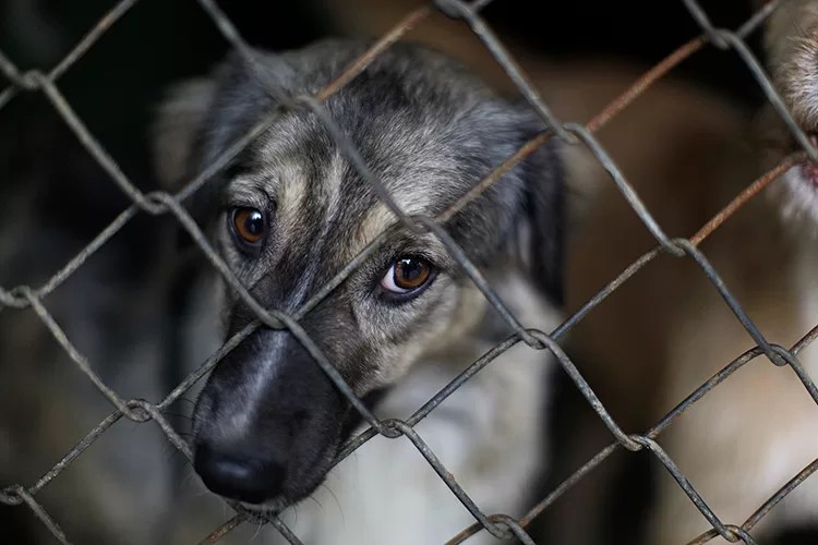 México y Su Segundo Lugar en La Desgracia Animal.