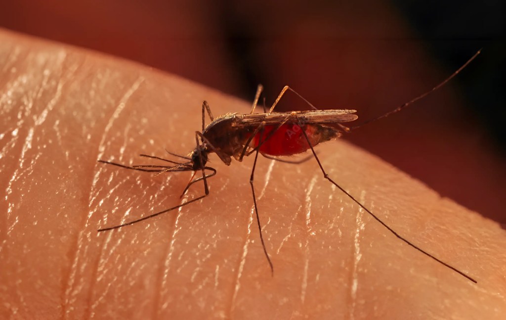 “El Ciclo Invisible del Mosquito: Ciencia, Prevención y Responsabilidad”