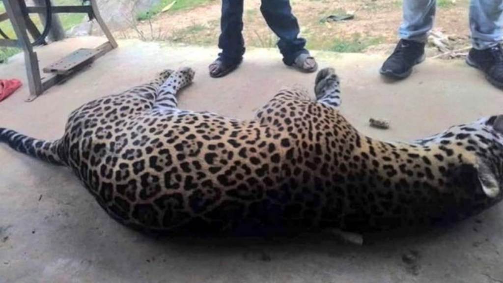 Compensaciones a ganaderos buscan frenar el envenenamiento de jaguares en Nayarit.